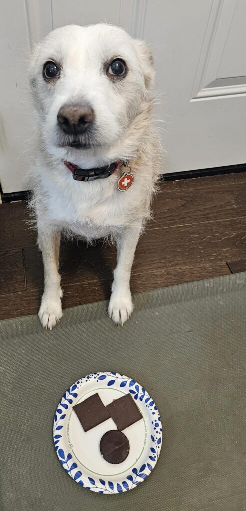 dog eats chocolate 