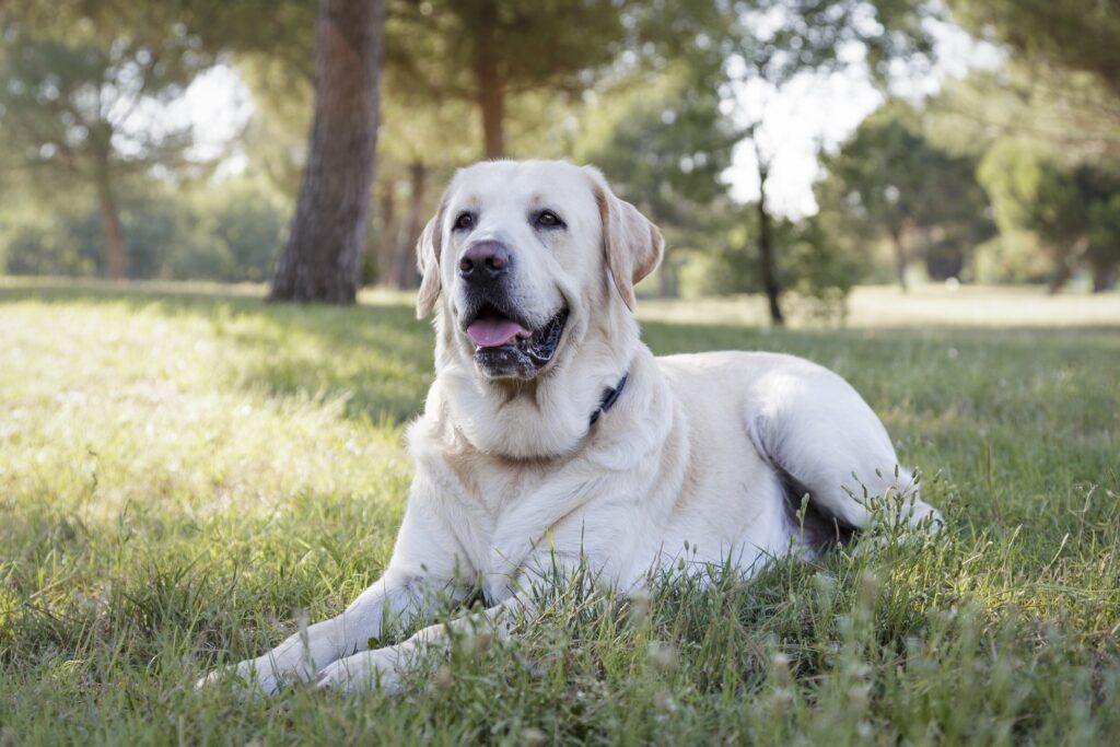 Labrador Retriever 